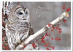 HP13311 Winter Owl Holiday Cards 7 7/8 x 5 5/8
