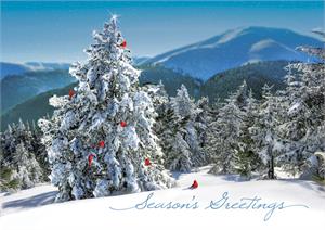 HV08803 Fresh View Petite Holiday Greeting Cards 7 x 5