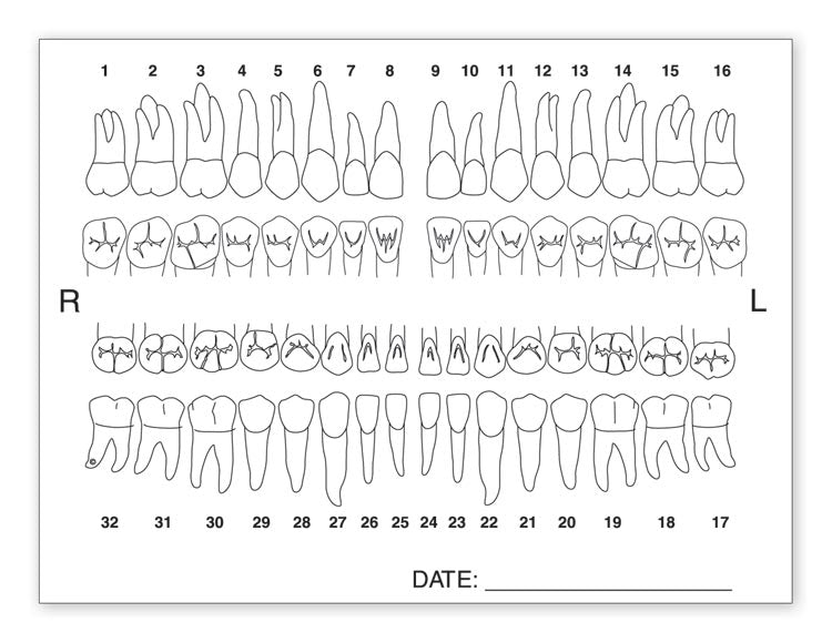4665 Tooth Chart Anatomy Labels...