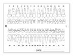 4665 Tooth Chart Anatomy Labels 4 x 3"