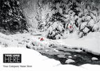 UP17005 - MT17005 Creekside Cardinals Holiday Logo Cards 7 7/8 x 5 5/8"