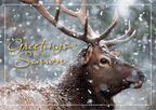 HP17315 - NN7315 Call of the Wild Holiday Cards 7 7/8 x 5 5/8"